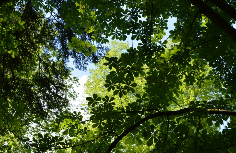 Denbighshire school children get involved in major tree planting scheme thanks to £800,000 from UK Government